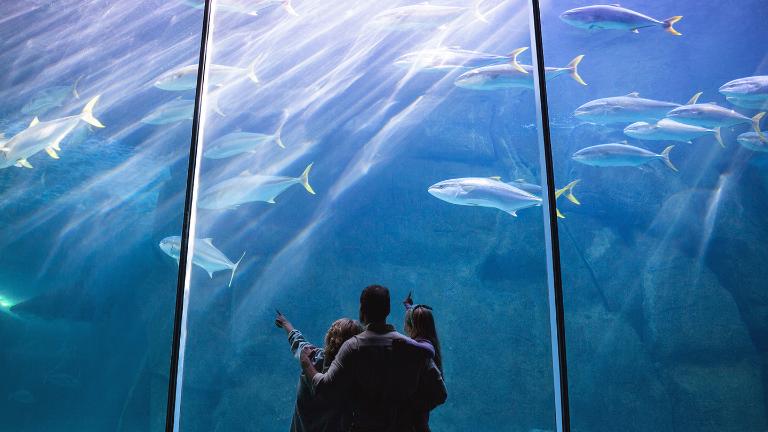 Family, Aquarium