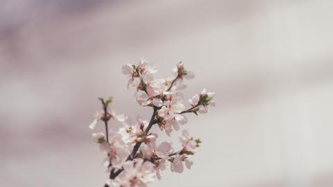 벚꽃, 봄