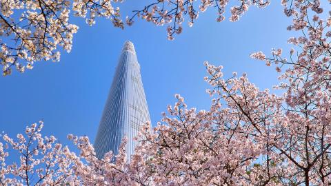 cherryblossom, tower, spring, signiel